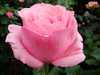 Róża Sulii