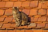 Koci Tryptyk III - ... on the roof
