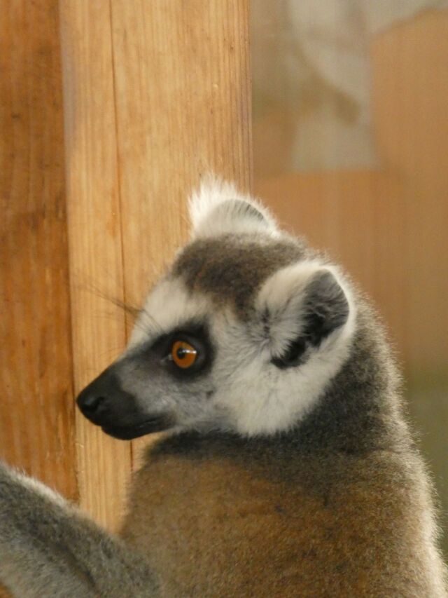 Lemur