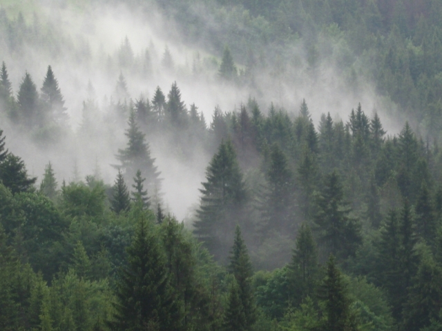 Drzewa osnute mgłą
