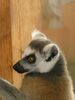 Lemur